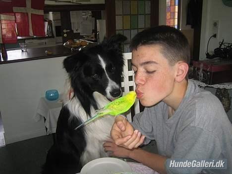 Border collie ****** Kian star bright Robin (Lucky) billede 11