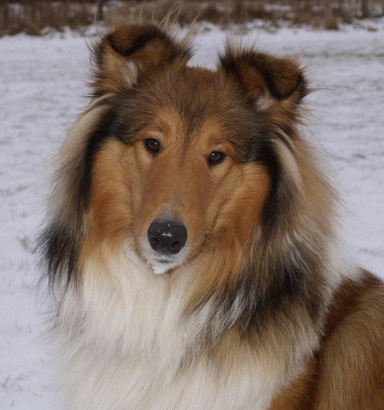 Collie langhåret maggie - min dejlige collie MAGGIE billede 1