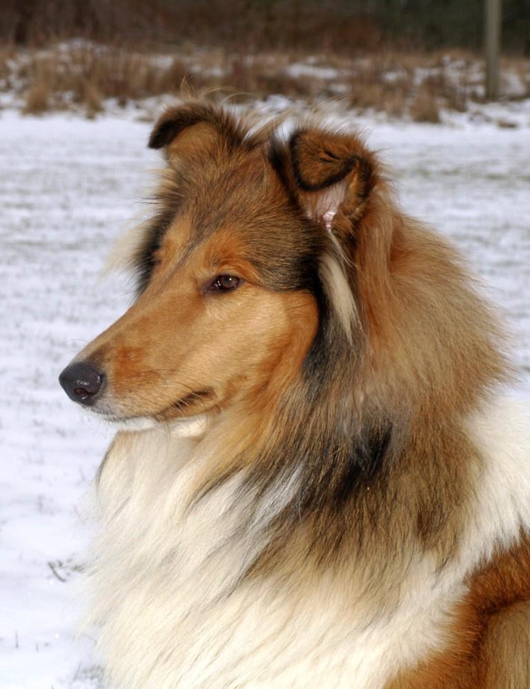 Collie langhåret maggie - Nyder solens varme billede 2