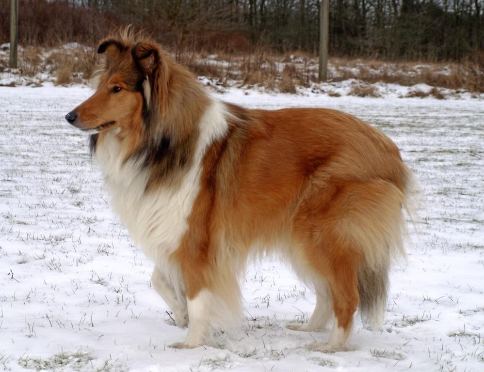 Collie langhåret maggie billede 3