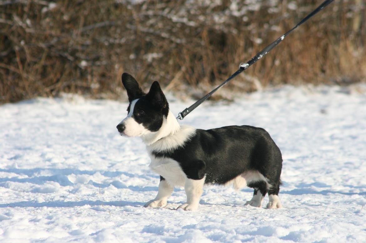 Welsh corgi cardigan Loke ( Bruunshåbs Loke) billede 1