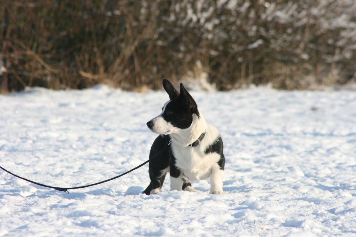 Welsh corgi cardigan Loke ( Bruunshåbs Loke) billede 2