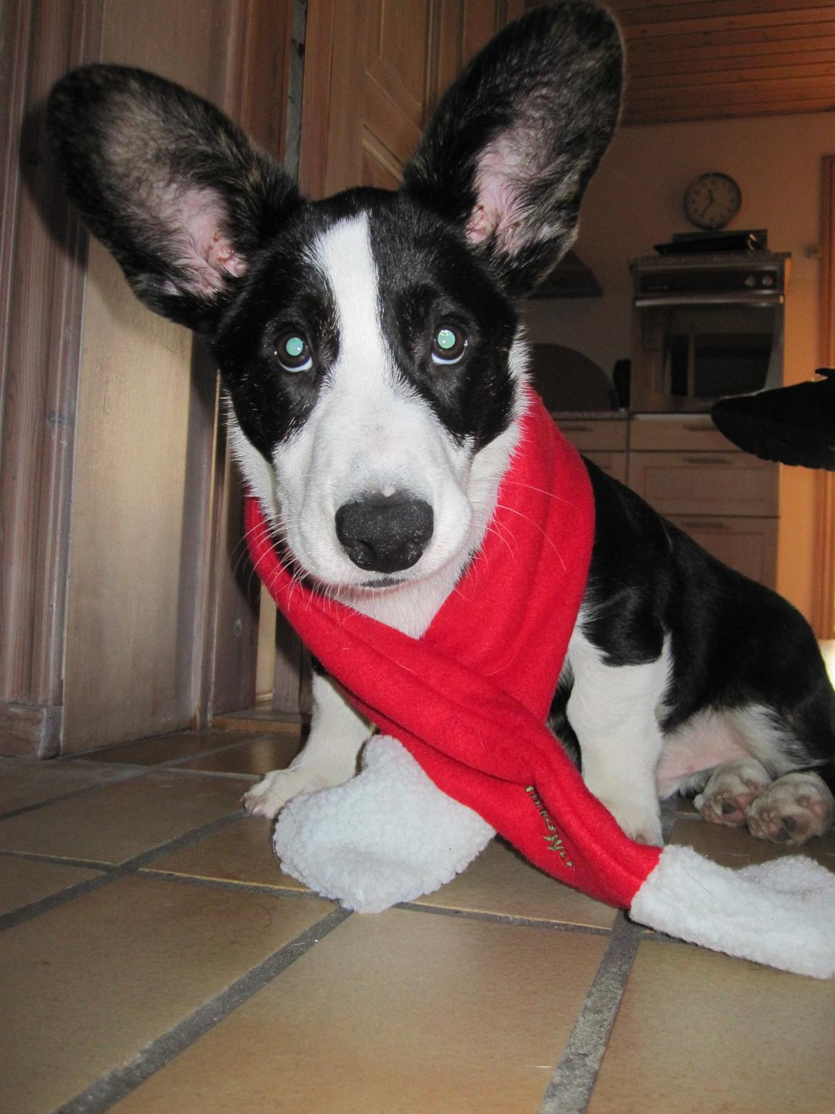 Welsh corgi cardigan Loke ( Bruunshåbs Loke) billede 3