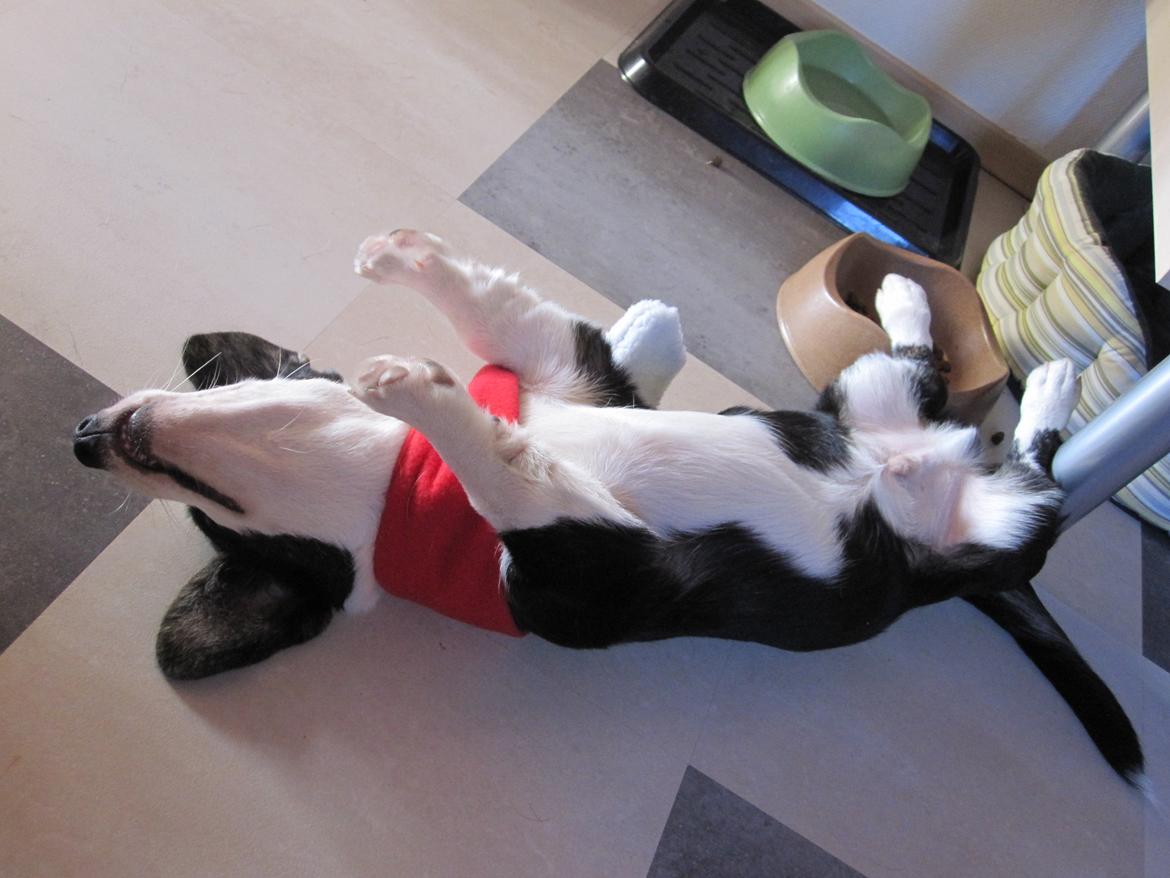 Welsh corgi cardigan Loke ( Bruunshåbs Loke) billede 4