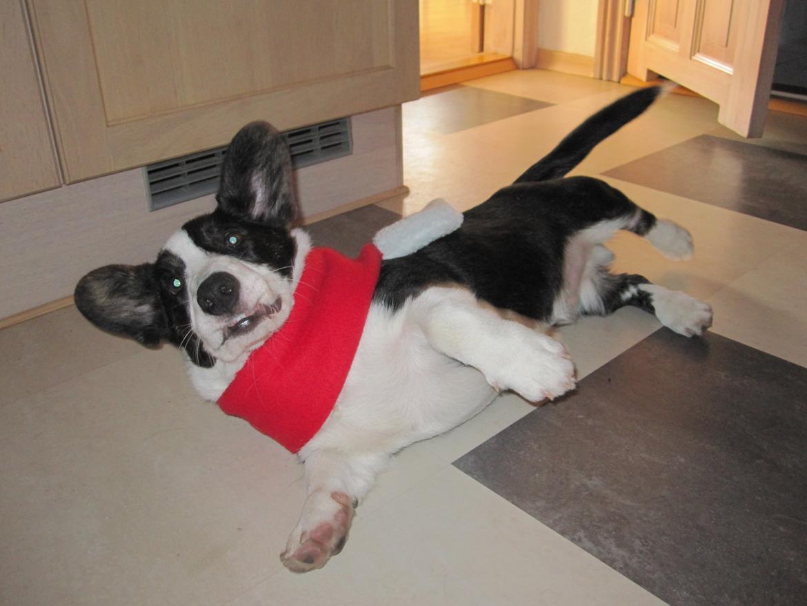 Welsh corgi cardigan Loke ( Bruunshåbs Loke) billede 5