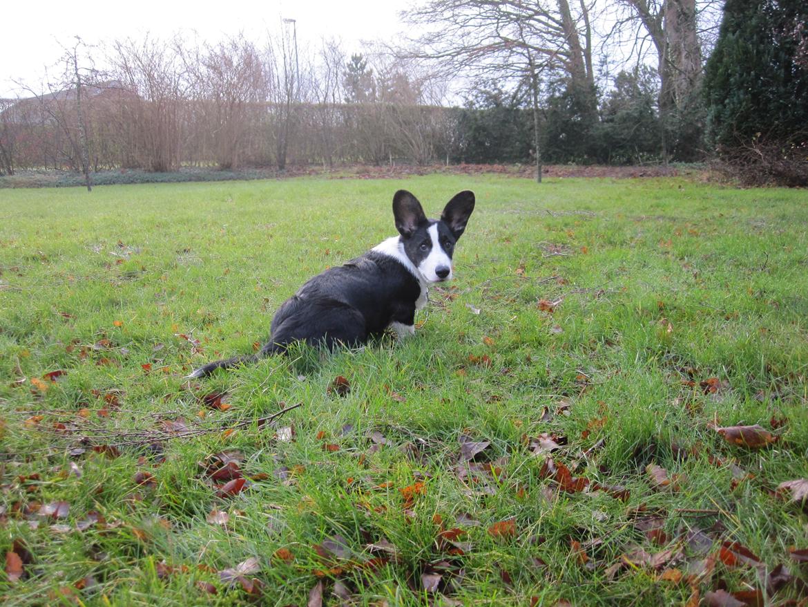 Welsh corgi cardigan Loke ( Bruunshåbs Loke) billede 6