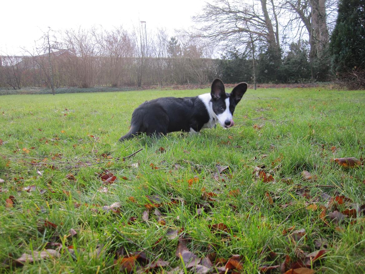 Welsh corgi cardigan Loke ( Bruunshåbs Loke) billede 7