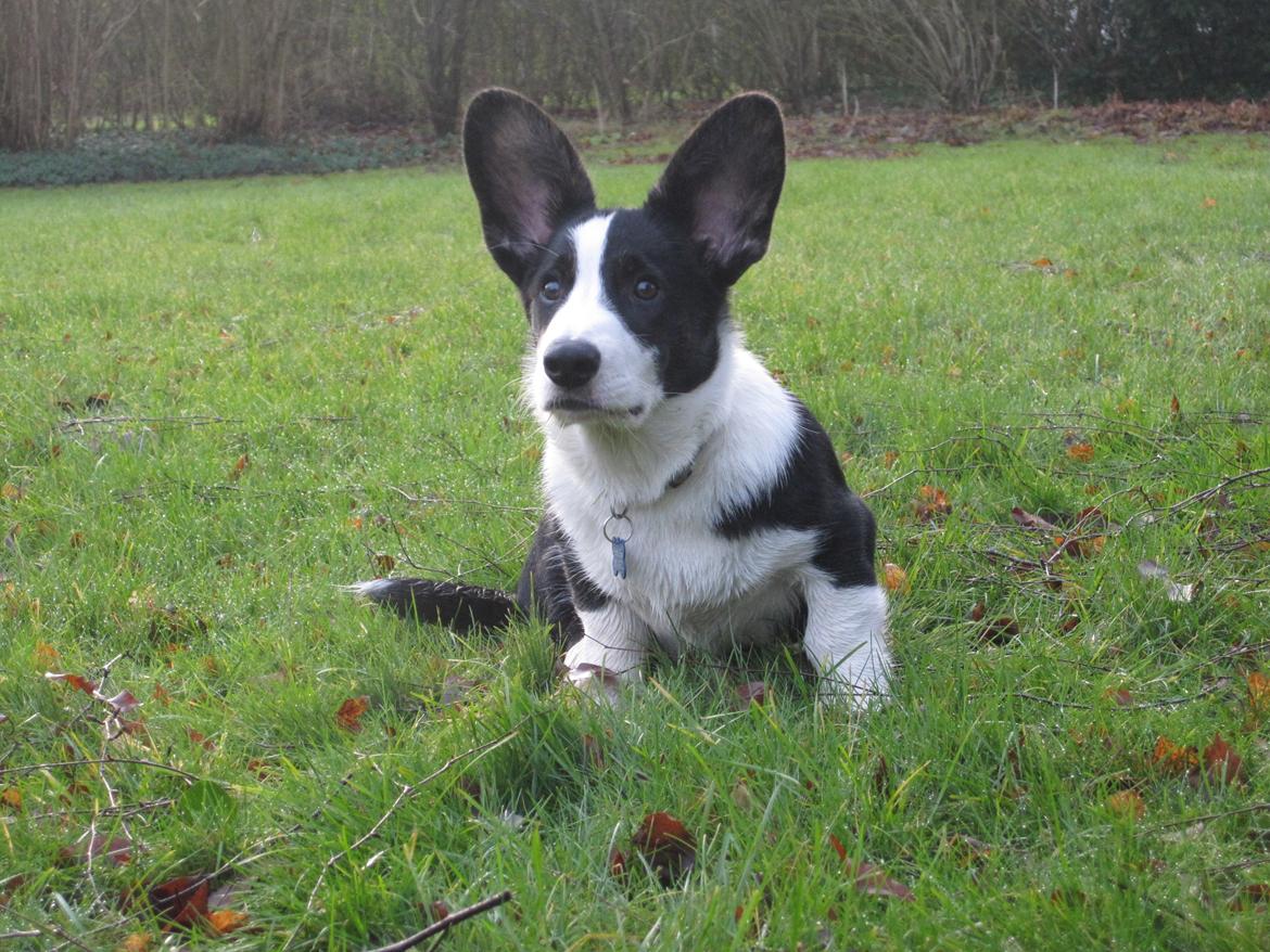 Welsh corgi cardigan Loke ( Bruunshåbs Loke) billede 8