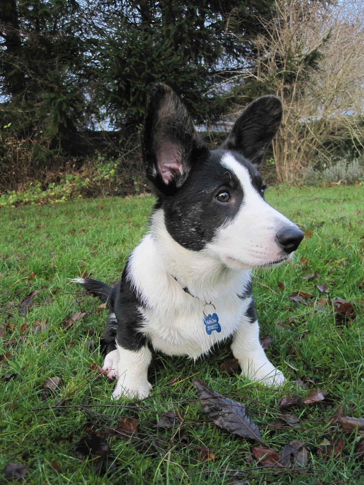 Welsh corgi cardigan Loke ( Bruunshåbs Loke) billede 9