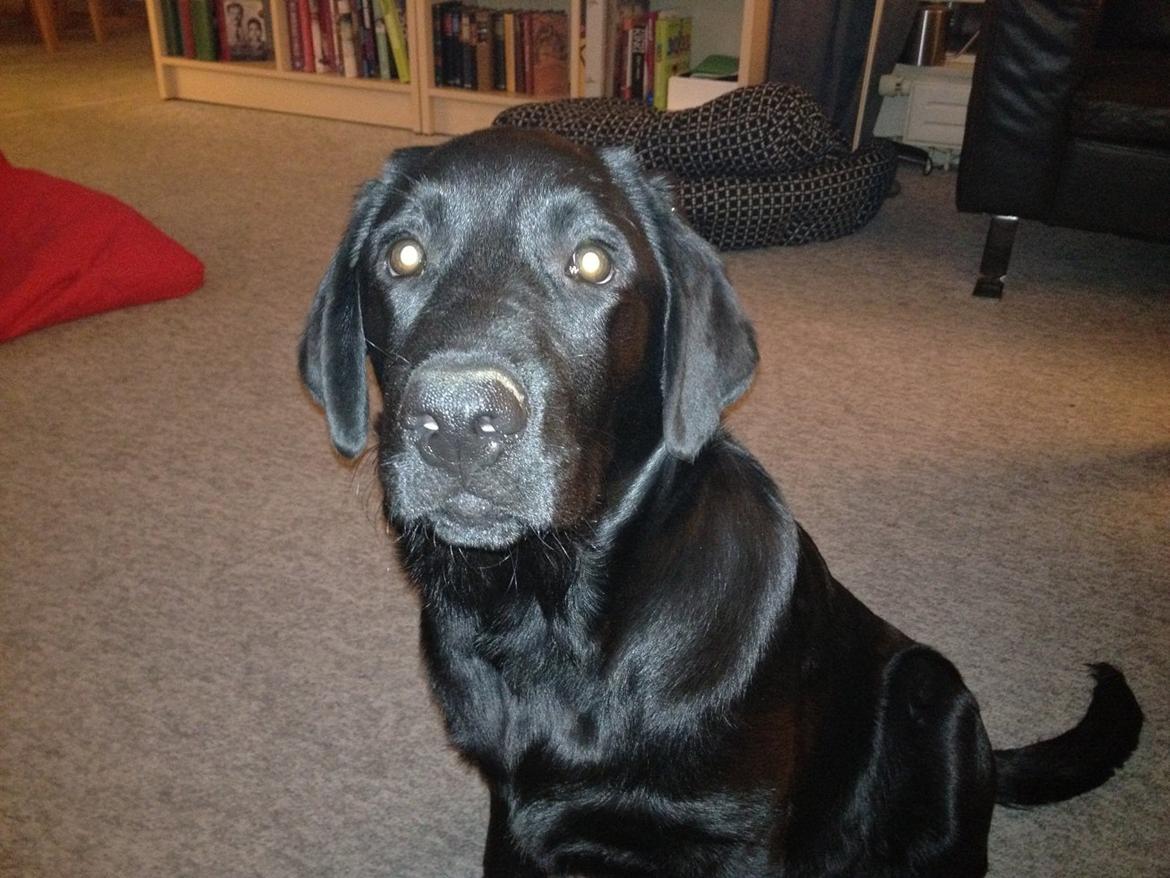 Blanding af racer Carlos himmelhund - Her er han så billede 1