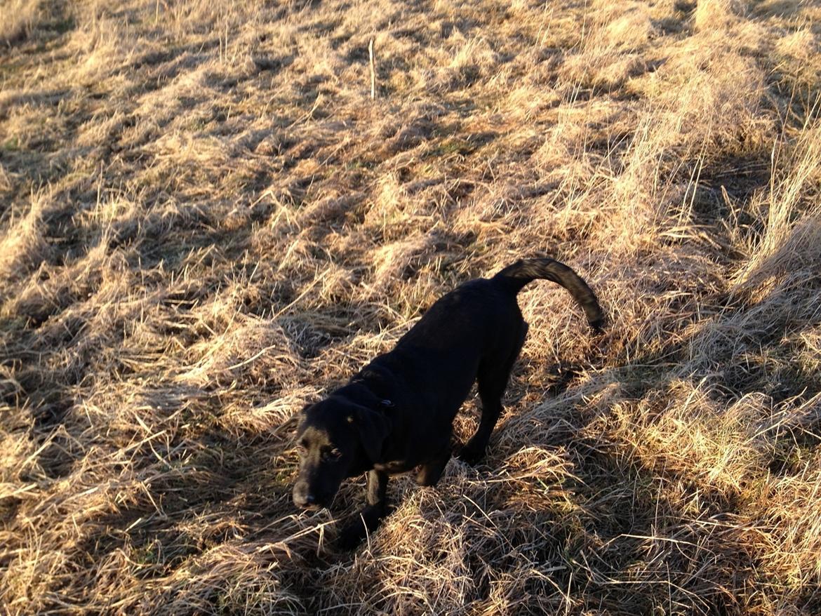 Blanding af racer Carlos himmelhund - ude og se på verden billede 2