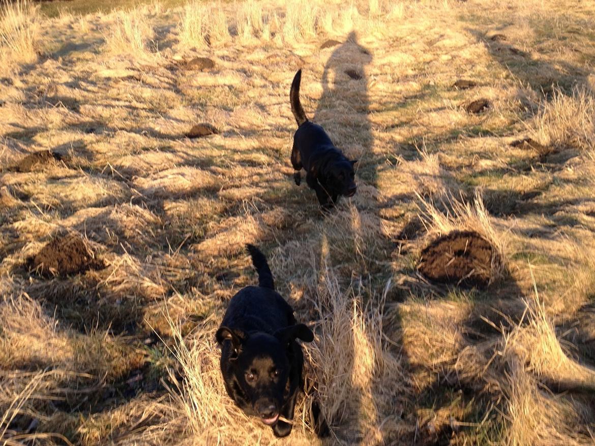 Blanding af racer Carlos himmelhund - leg med vores labrador/border blanding Molly billede 3