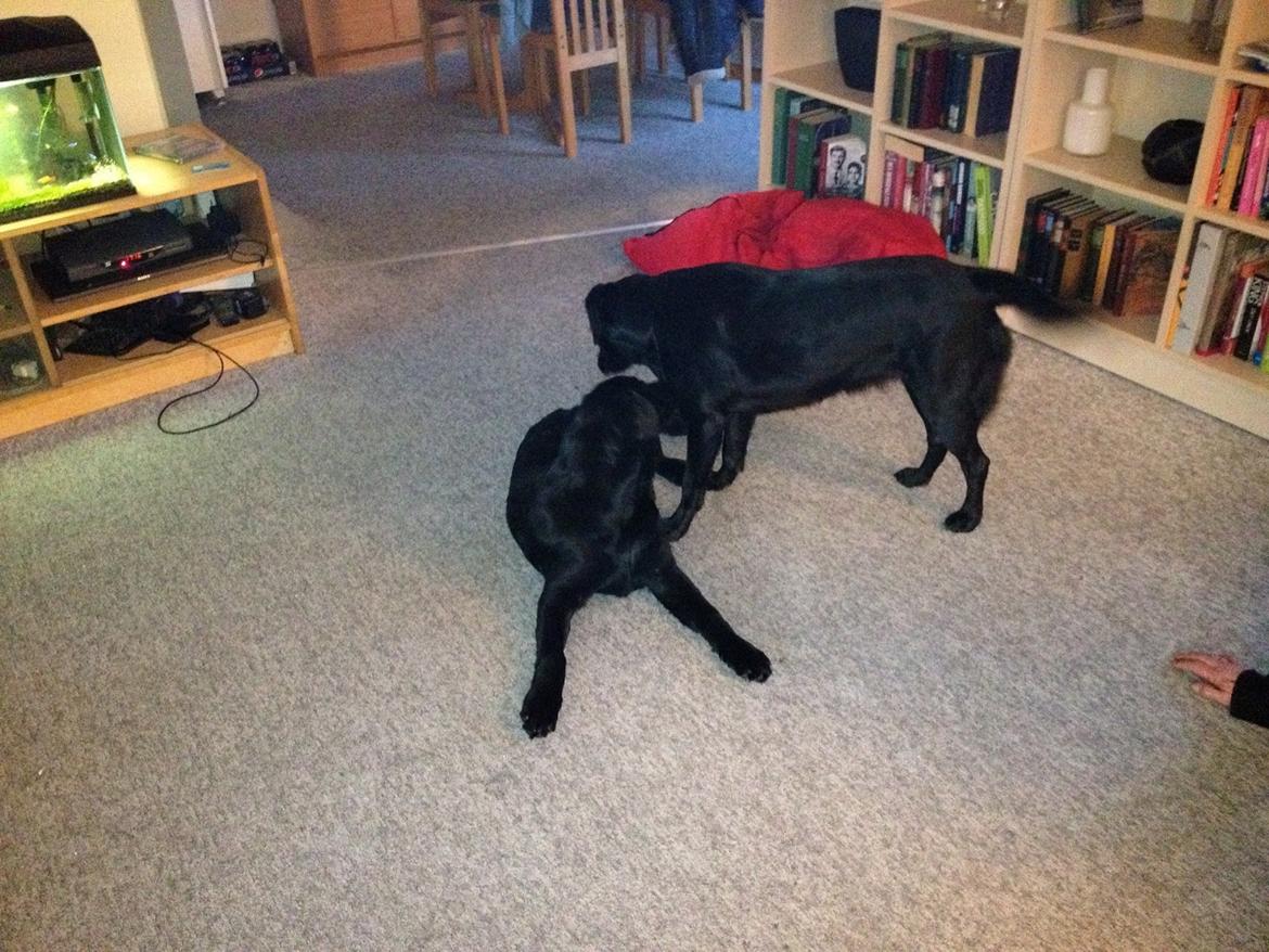 Blanding af racer Carlos himmelhund - mere leg med vores labrador/border blanding Molly billede 4