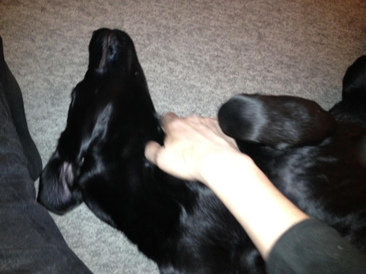 Blanding af racer Carlos himmelhund - Nussetid billede 5