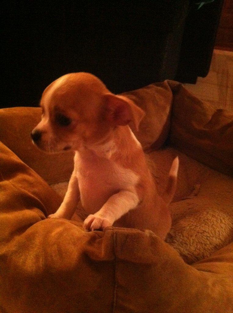 Chihuahua Ritta billede 1