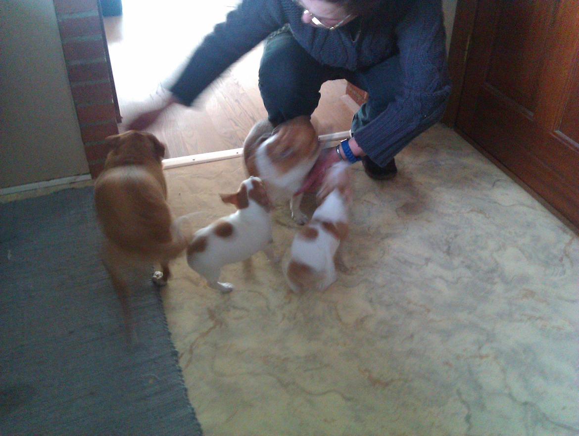 Chihuahua Ritta billede 2