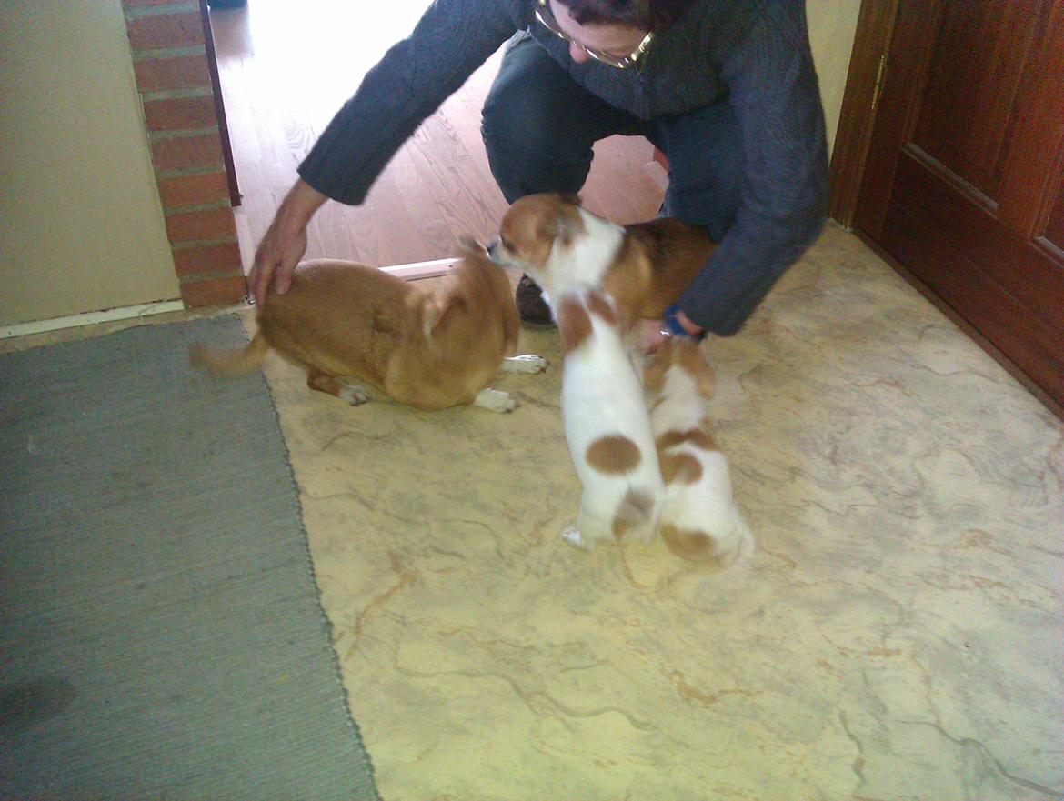 Chihuahua Ritta billede 3