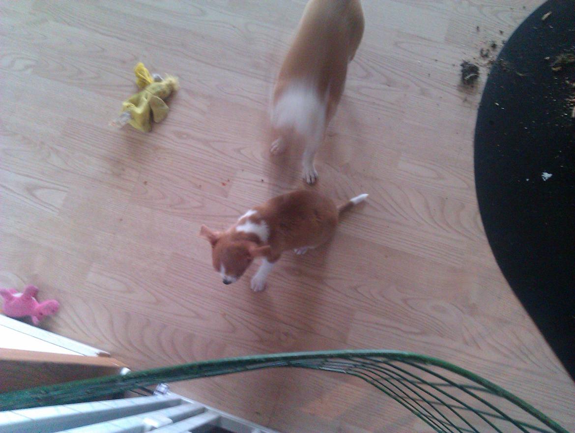 Chihuahua Ritta billede 4