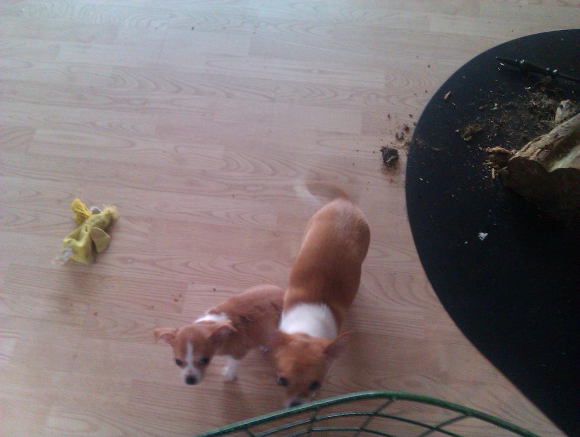 Chihuahua Ritta billede 5