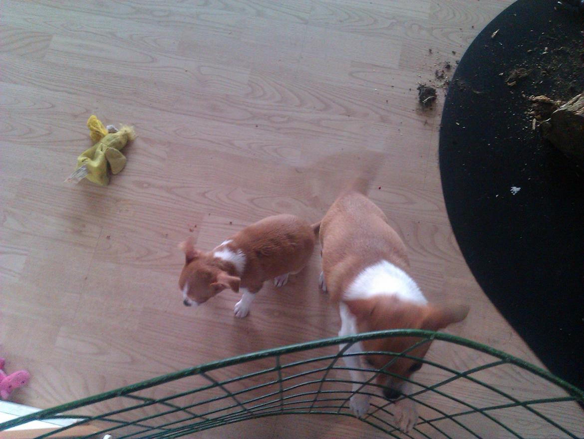 Chihuahua Ritta billede 6