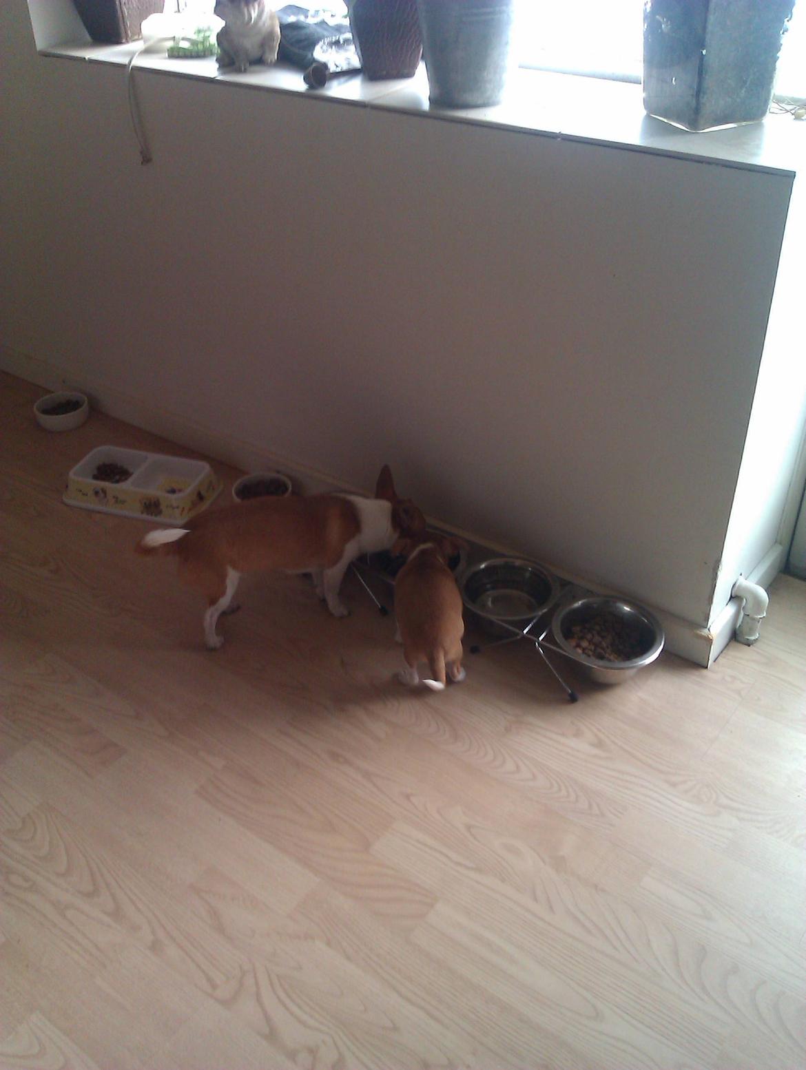 Chihuahua Ritta billede 7