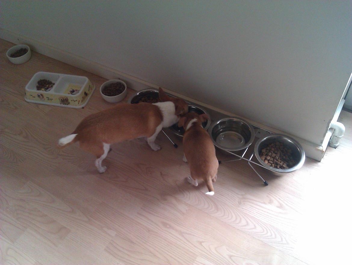 Chihuahua Ritta billede 8