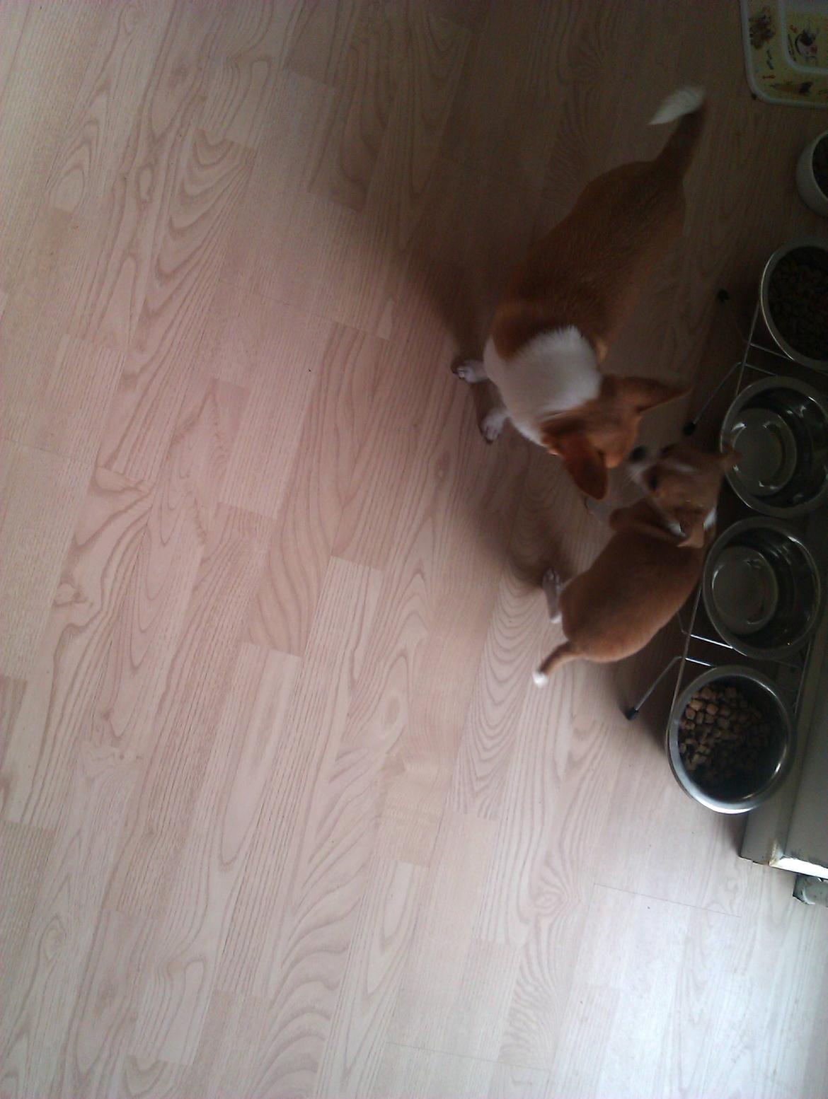 Chihuahua Ritta billede 9