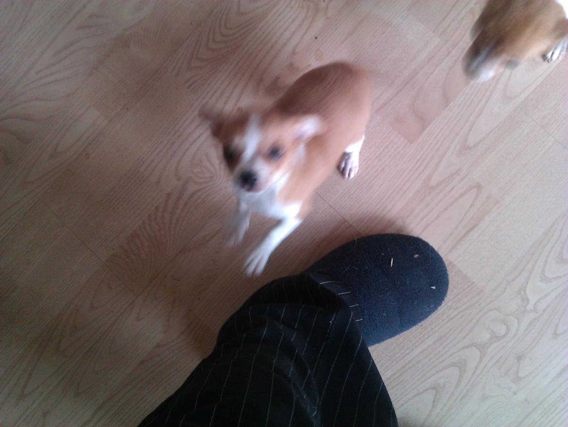 Chihuahua Ritta billede 10