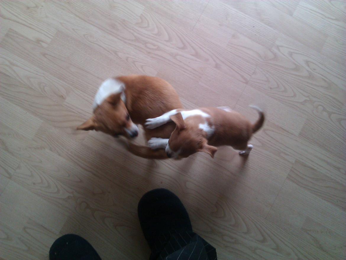 Chihuahua Ritta billede 11