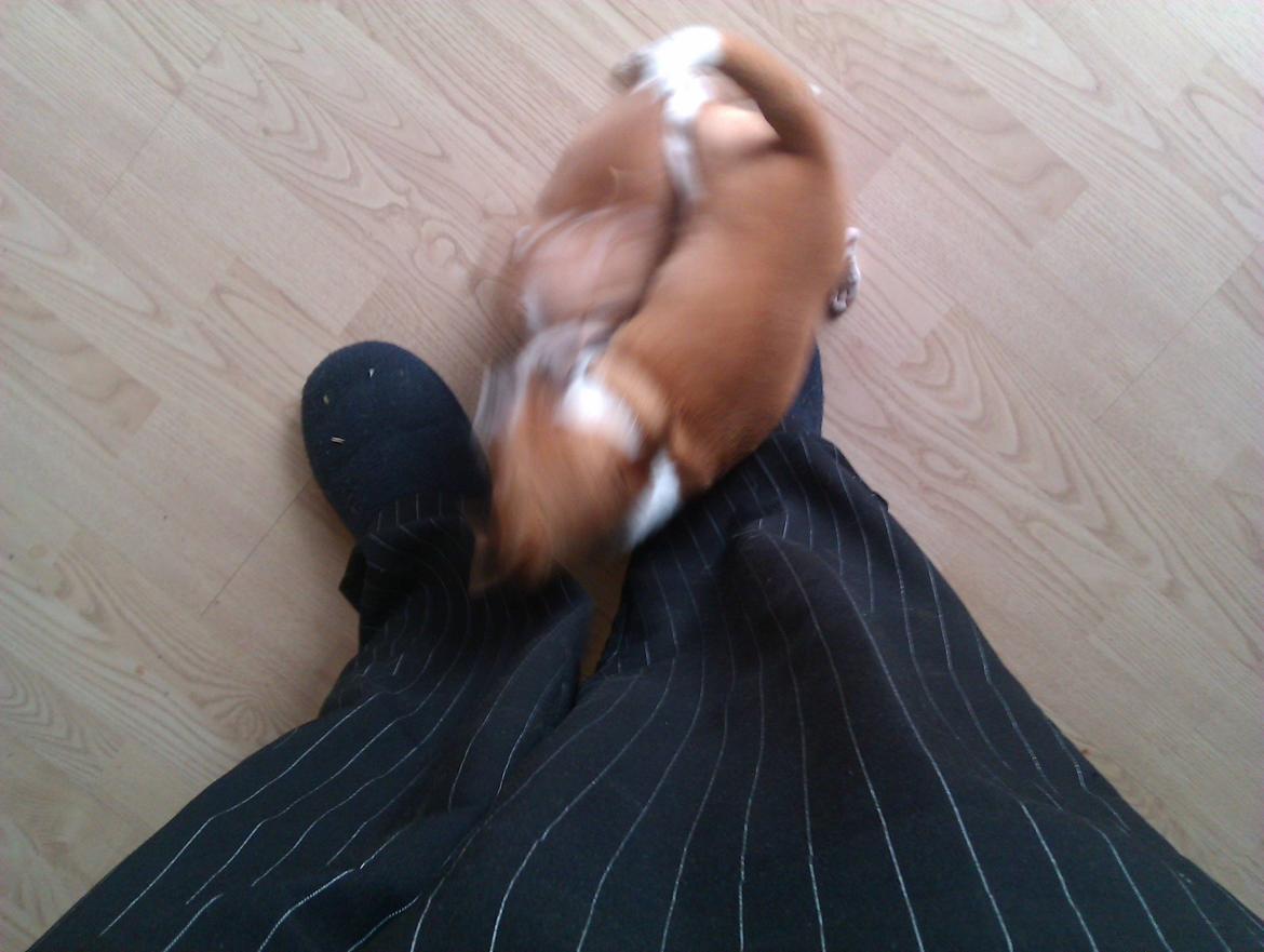 Chihuahua Ritta billede 12