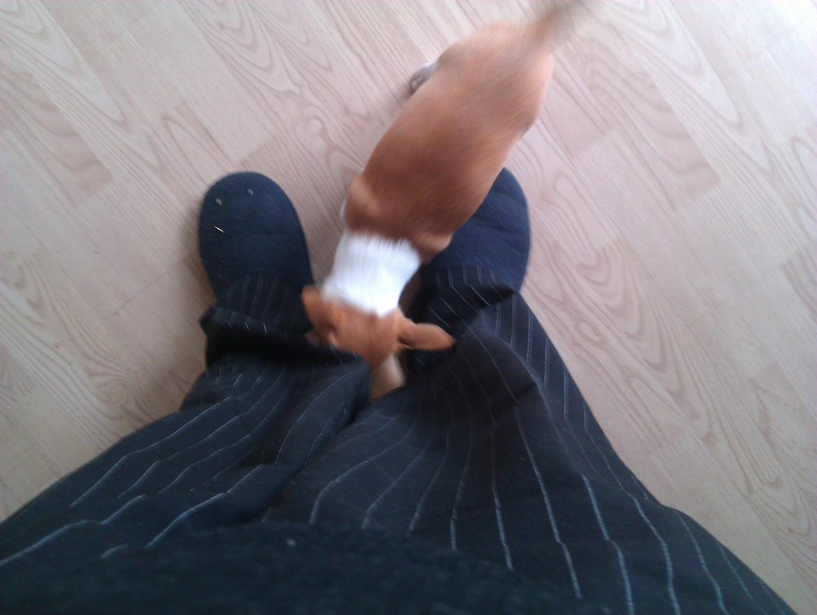 Chihuahua Ritta billede 13