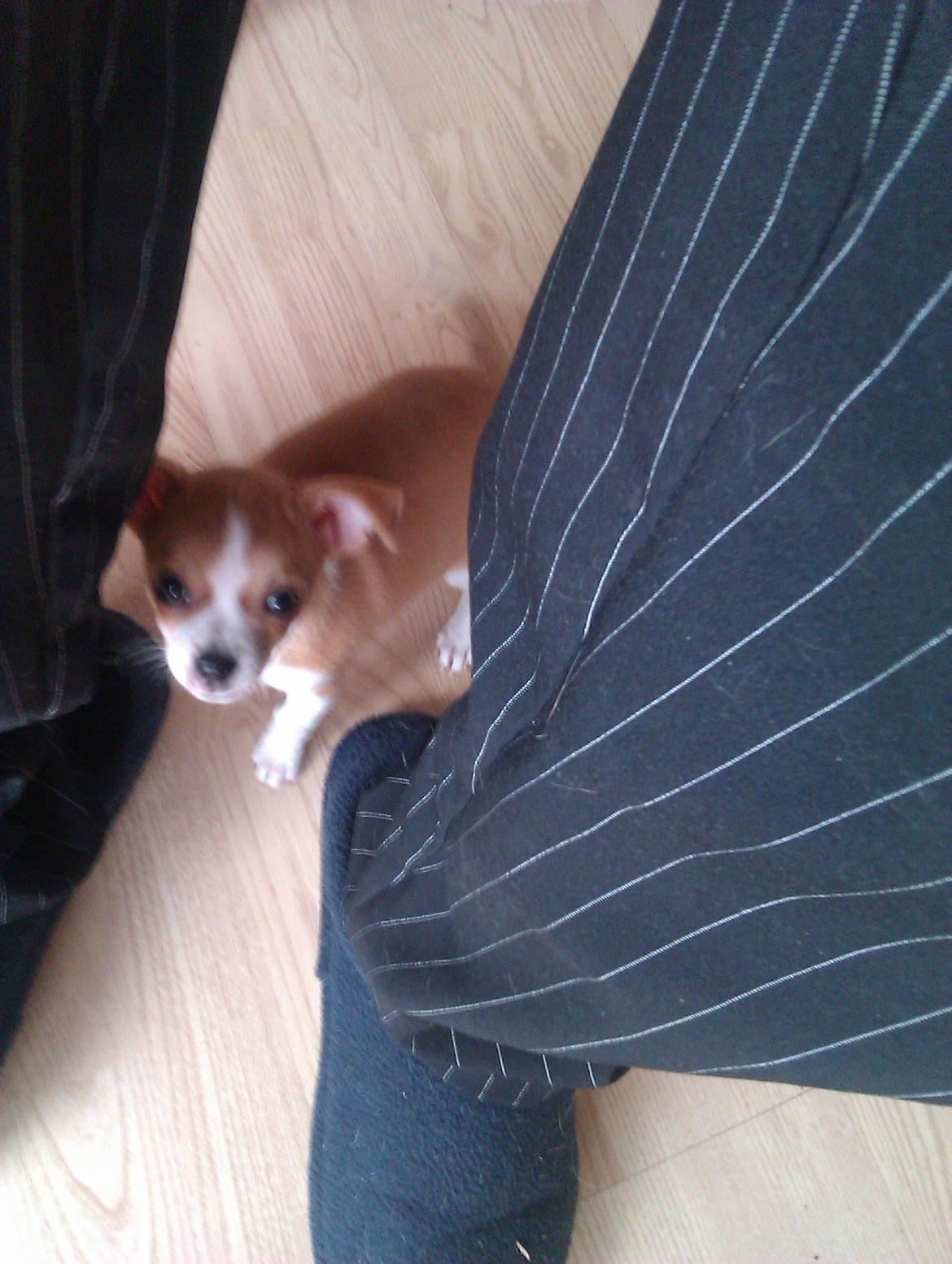 Chihuahua Ritta billede 14