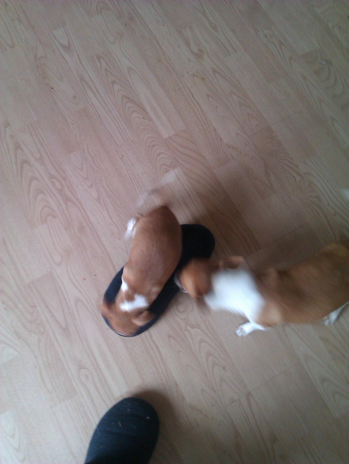 Chihuahua Ritta billede 15