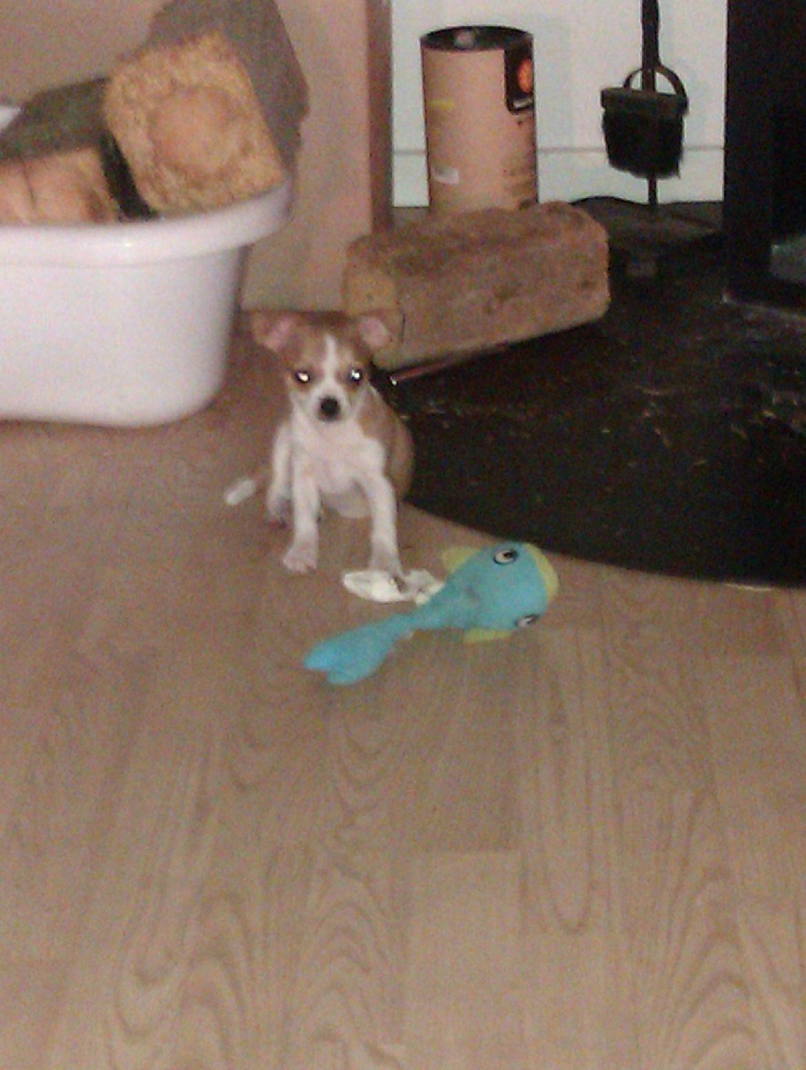 Chihuahua Ritta billede 16