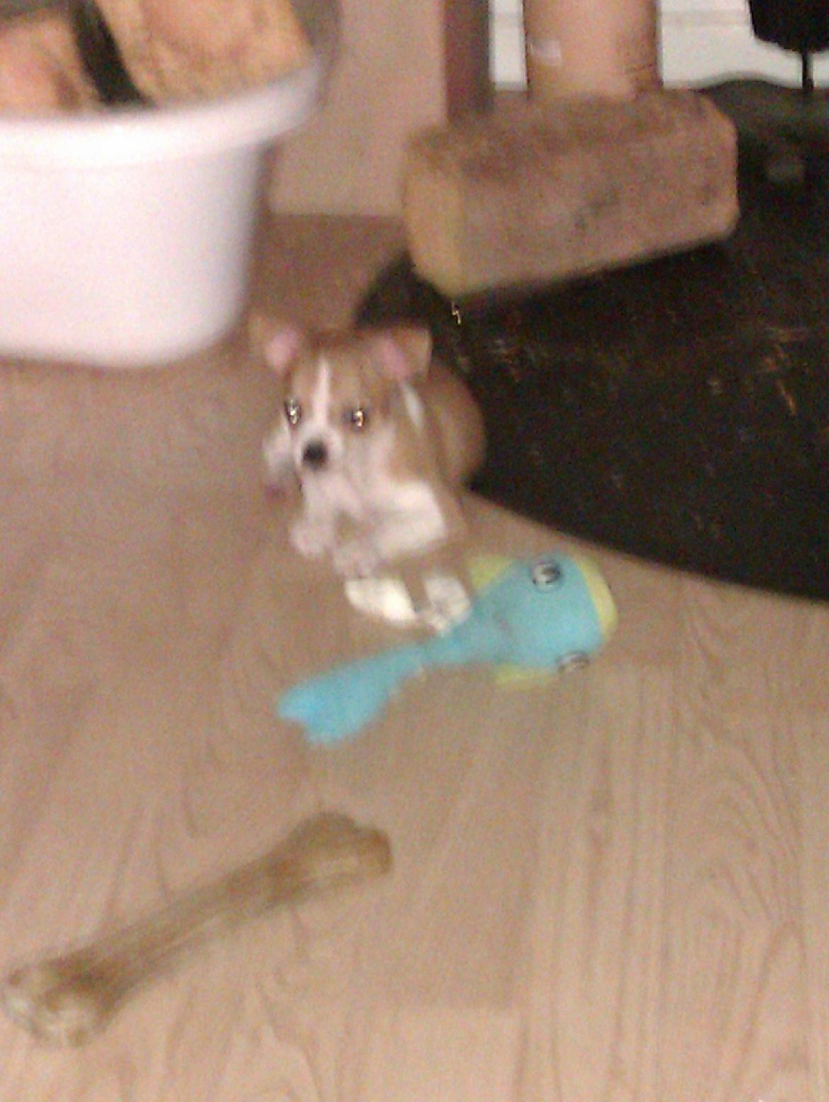 Chihuahua Ritta billede 17