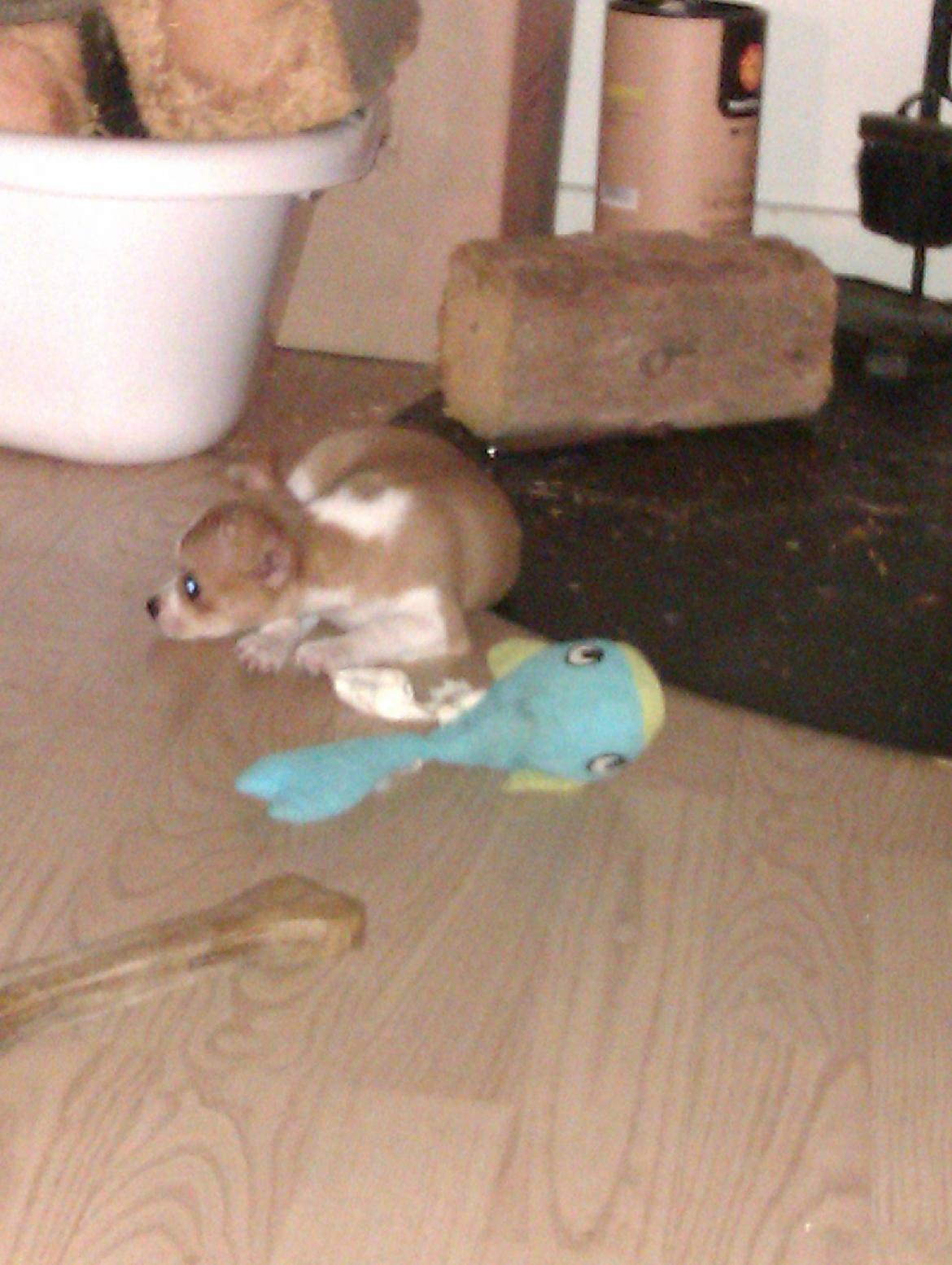 Chihuahua Ritta billede 18