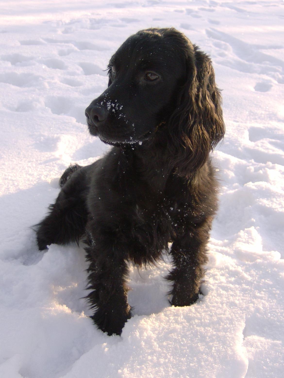 Field Trial Cockerspaniel Bobby - Min smukke sorte dreng billede 1