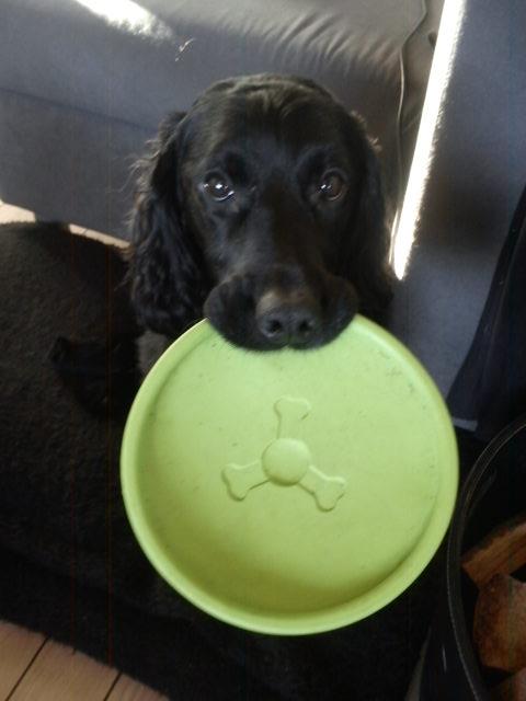 Field Trial Cockerspaniel Bobby - Er meget glad for legetøj!! Min grønne frisbee er et hit!! billede 2