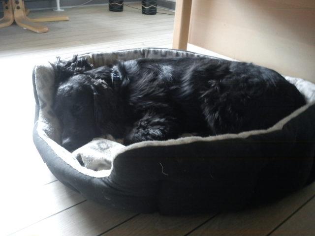 Field Trial Cockerspaniel Bobby - Dejligt at putte i sin kurv ovenpå en hård dag. billede 3