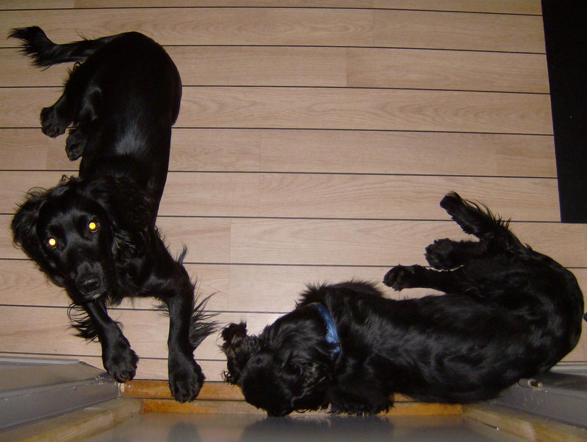 Field Trial Cockerspaniel Bobby - Knold og Tot venter ved halvdøren. Mon han tror jeg kommer ind under den??? billede 4