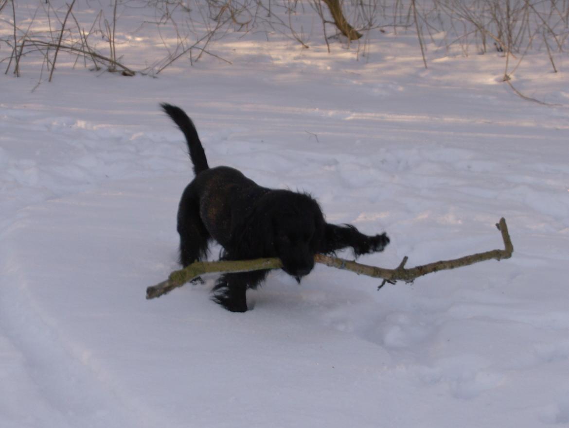 Field Trial Cockerspaniel Bobby - Det er ikke noget så fedt som en stor dejlig pind fra haven!! billede 5