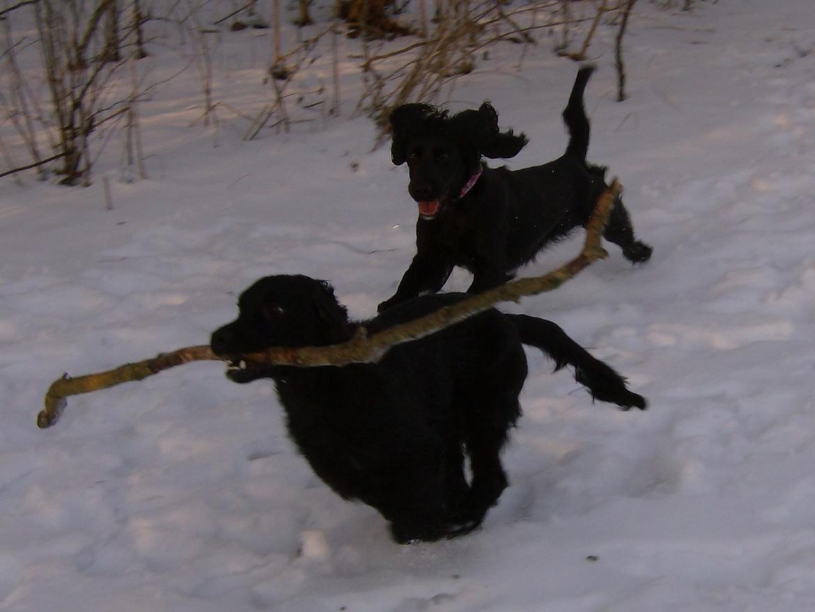 Field Trial Cockerspaniel Bobby - ...men det er enormt svært at få lov at have den i fred!! billede 6