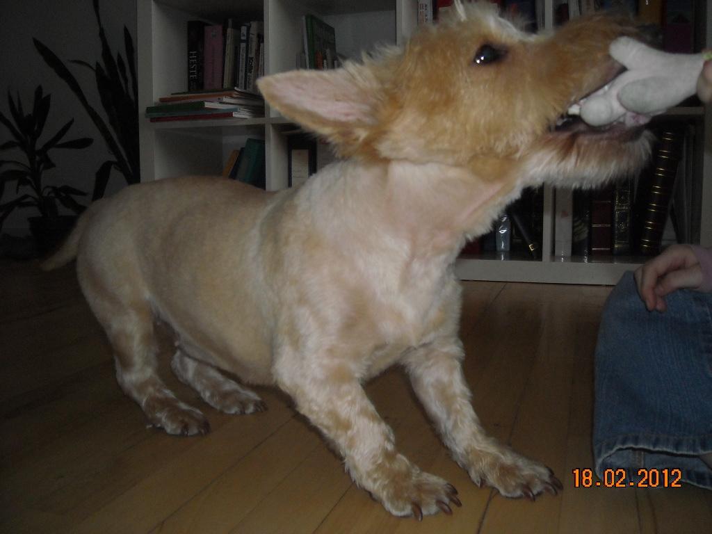 Skotsk terrier Ledagergård´s Gwen (Nancy) - Slip den så.. det er min ;-) billede 6