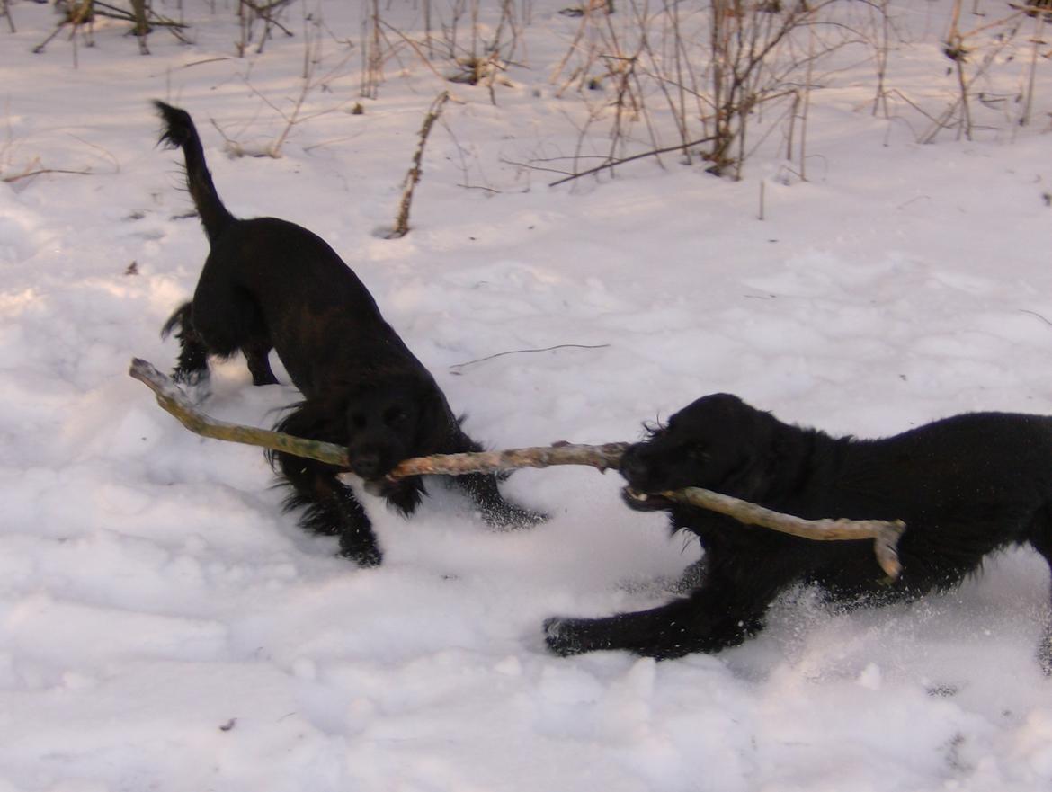 Field Trial Cockerspaniel Bobby - Så man må kæmpe for at vinde havens bedste pind!! Det er nu sjovt at lege trækleg med lillesøster... billede 7