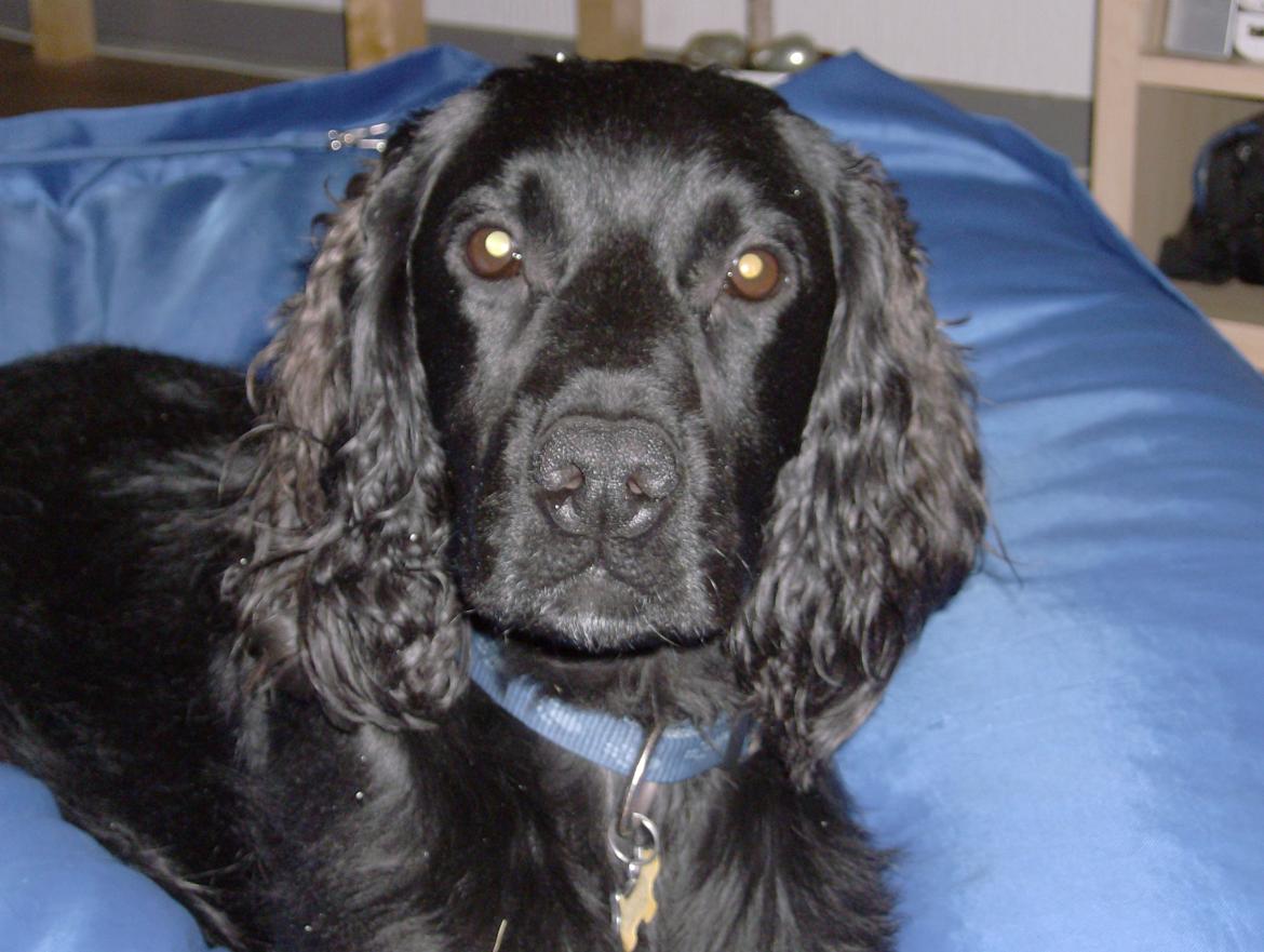 Field Trial Cockerspaniel Bobby - Tager du nu billeder igen??! billede 8