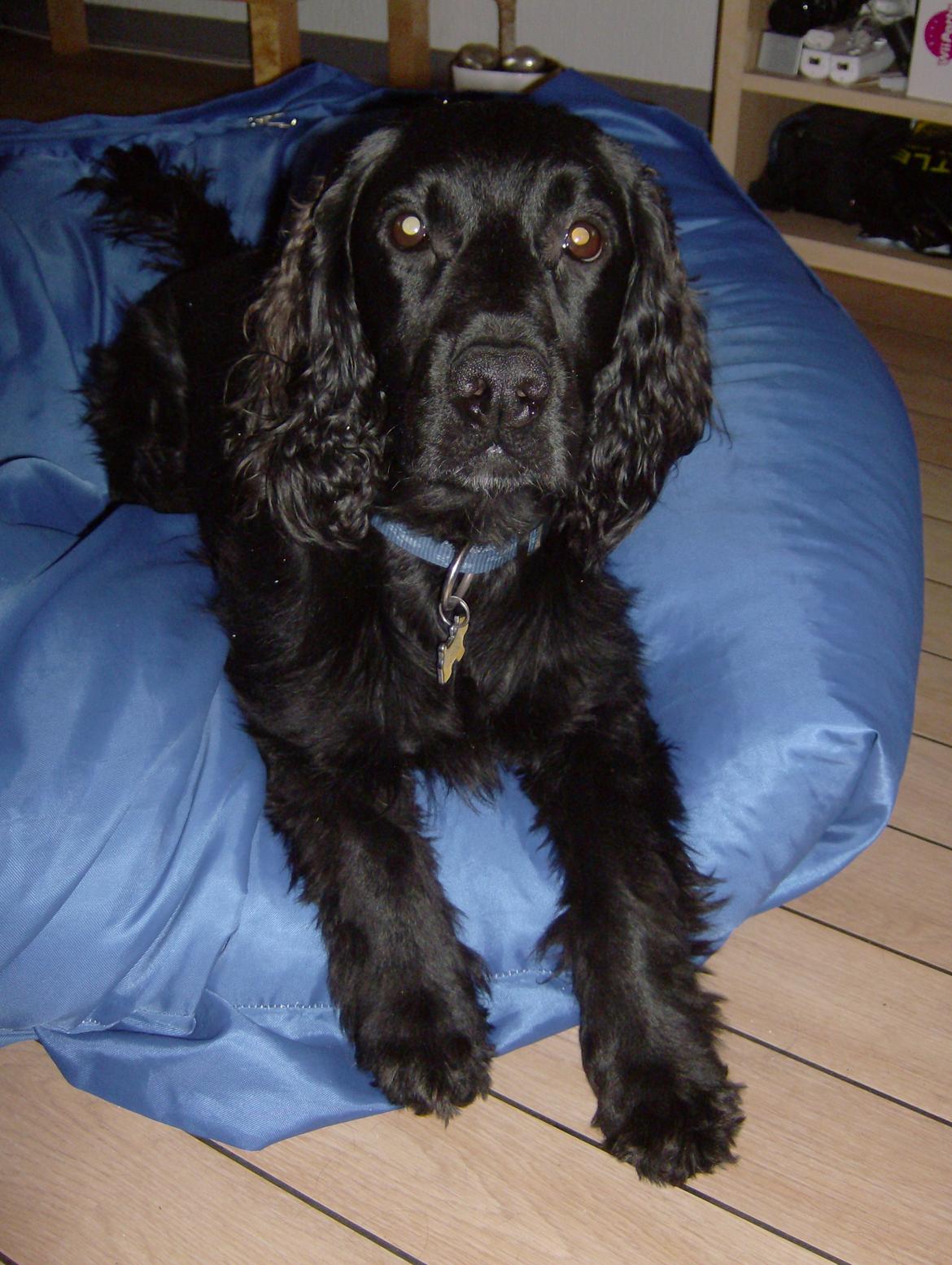 Field Trial Cockerspaniel Bobby - Kan godt li at putte i sækkestolen... billede 9