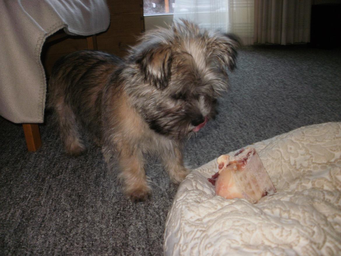 Blanding af racer Zeus - det ser lækkert ud billede 12