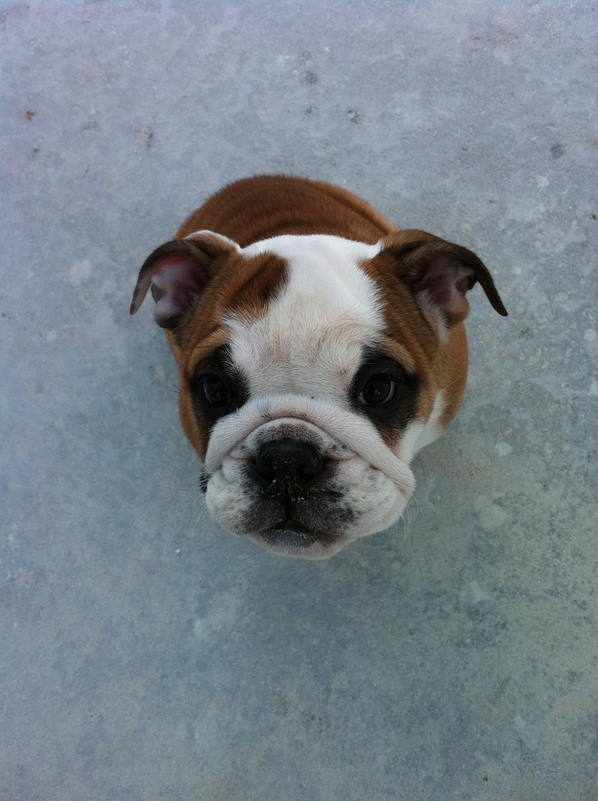 Engelsk bulldog Rosa billede 9