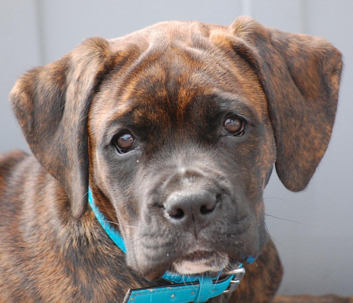 Blanding af racer Ronja<3 - baaare en nutted hund billede 8