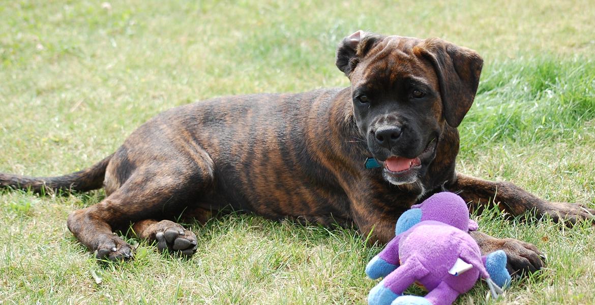 Blanding af racer Ronja<3 - Ronja og "Fido" billede 9